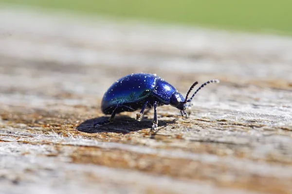 Hermoso Escarabajo Metálico Azul Brillante Sobre Madera Macro — Foto de Stock