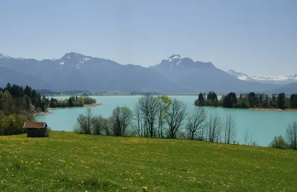 Uitzicht Een Weide Vol Paardenbloem Naar Forggensee Naar Allgaeuer Alpen — Stockfoto