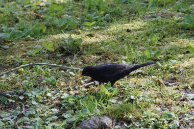 Nehirdeki karatavuk güneşleniyor.