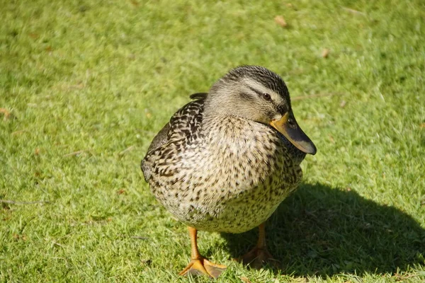 Imagen Pato Primer Plano Luz Del Sol — Foto de Stock