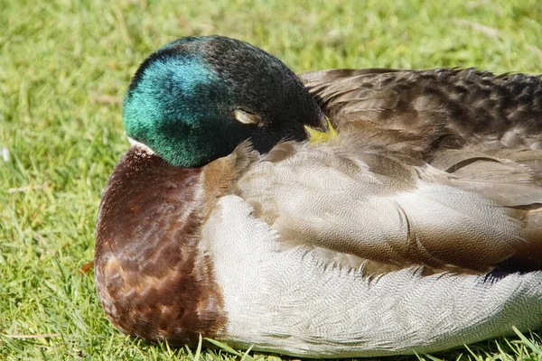 Bild Einer Ente Großaufnahme Sonnenlicht — Stockfoto