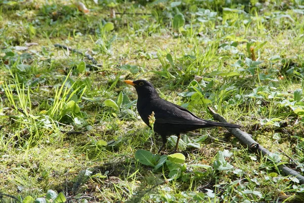 Merel Bij Een Rivier Zittend Zon Een Bad Nemend — Stockfoto