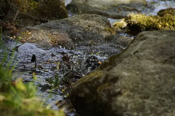 Amsel Einem Fluss Sitzt Der Sonne Und Badet — Stockfoto