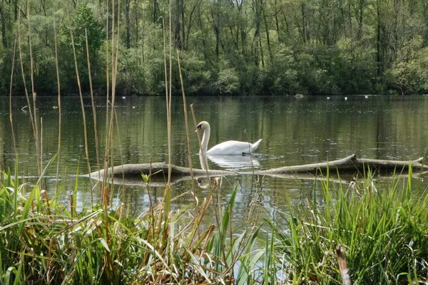 アルプスの近くの湖で巣の上で白鳥 — ストック写真