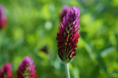 Güzel kırmızı ve pembe çiçek yakın planda çiçek açar. 