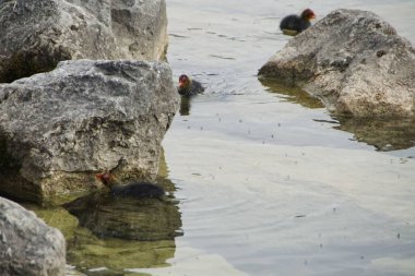 Alplerdeki gölde serin bir aile.