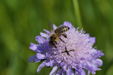 Arılar ve diğer böcekler çiçeklerin üzerinde otururlar.