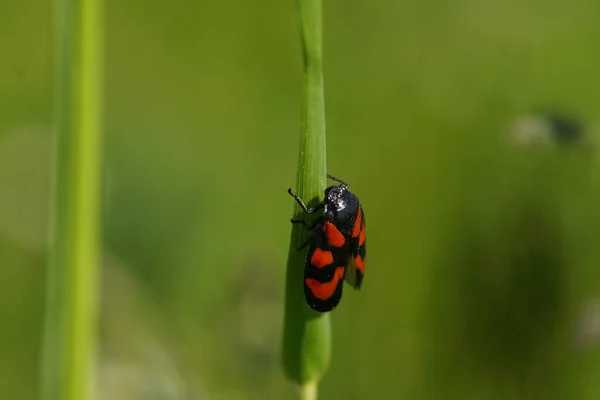 Yakından Küçük Siyah Kırmızı Kelebek — Stok fotoğraf
