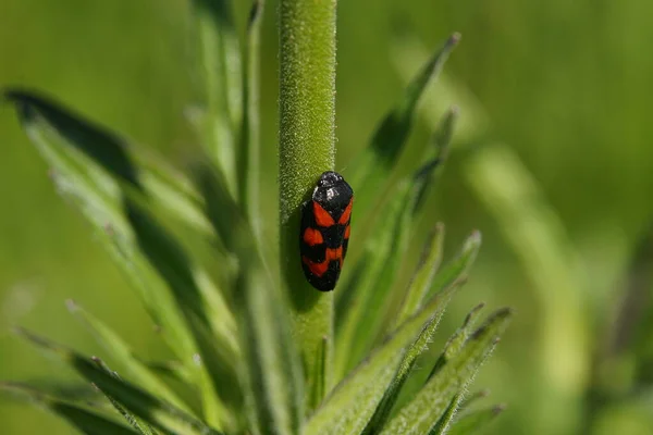 Yakından Küçük Siyah Kırmızı Kelebek — Stok fotoğraf