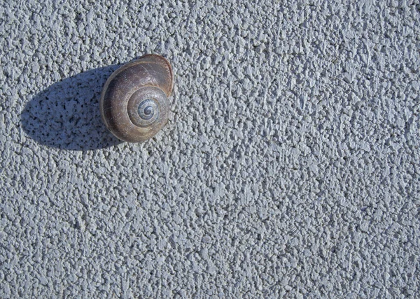 Snail Attached Wall Casting Side Shadow — Stock Photo, Image