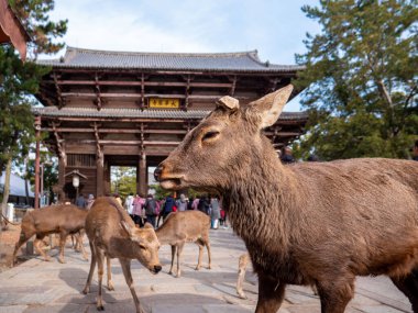 Nandaimon kapısındaki Nara Parkı 'nda yürüyen sevimli bir geyik. Budizm tapınağı Nara, Japonya' ya çevrilen kapıda Todaiji tabelası var.