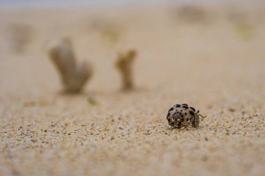 Okinawa sahilinde münzevi yengeç