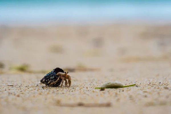 Hermit Crab Okinawa Beach — Stock Photo, Image