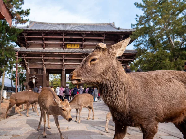 Nandaimon Kapısındaki Nara Parkı Nda Yürüyen Sevimli Bir Geyik Budizm — Stok fotoğraf