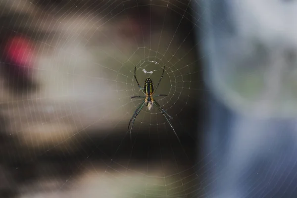 Nahaufnahme Einer Kleinen Spinne Netz — Stockfoto