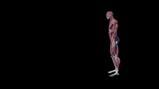 Slow Motion Animatie Van Spieren Model Schoppen Set Stuk Voetbal — Stockvideo