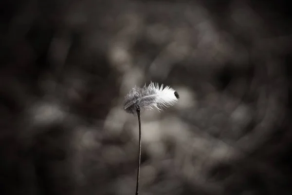 Kuş tüyü fotoğrafı.