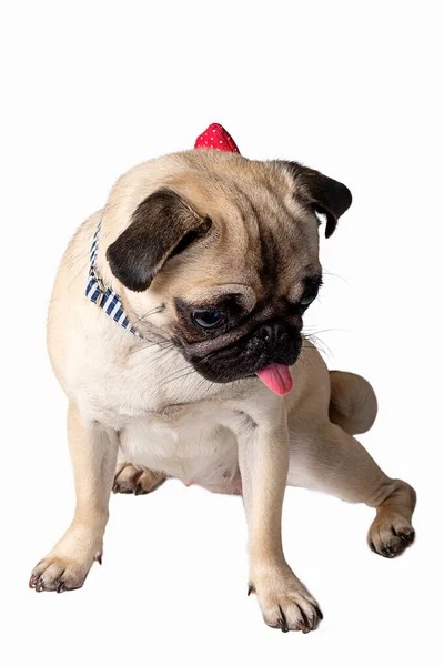 Pug Hond Dragen Strikje Geïsoleerd Witte Achtergrond — Stockfoto