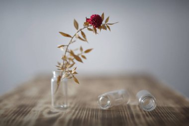 Analiz için cam bir şişede kurumuş bitki.