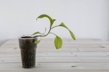 Topraklı plastik kupa, fidanlar için taze yeşil bir patlıcan içeriyor. Genç tohum tahtadan bir yüzeyde bulunuyor.