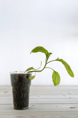 Topraklı plastik kupa, fidanlar için taze yeşil bir patlıcan içeriyor. Genç tohum tahtadan bir yüzeyde bulunuyor.