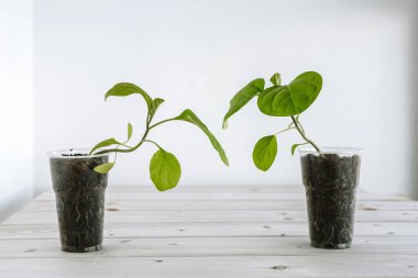 Topraklı plastik kupa, fidanlar için taze yeşil patlıcan içerir. Genç fidanlar ahşap bir yüzeye yerleştirilir ve birbirlerine uzanırlar.
