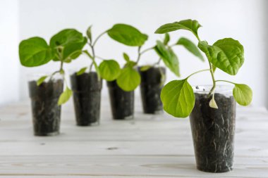 Topraklı plastik kupa, fidanlar için taze yeşil patlıcan içerir. Genç fideler tahtadan bir yüzeye yerleştirilir.