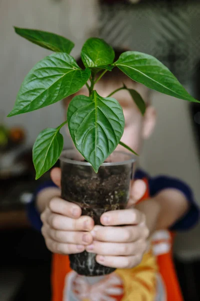 Egy Gyermek Kezében Egy Pohár Palánta Zöld Paprika Palánták Egy — Stock Fotó