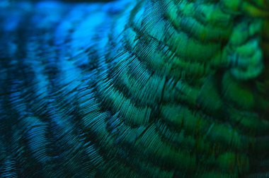 Tavus kuşu tüylerine yakın çekim. Makro mavi tüy, tüy, kuş, hayvan. Makro fotoğraf.