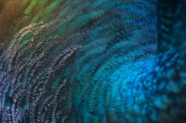Close-up of the  peacock feathers .Macro blue feather, Feather, Bird, Animal. Macro photograph.