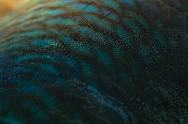 Detailní Záběr Páví Peří Makro Modré Peří Peří Pták Zvíře — Stock fotografie