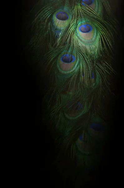 Colorful Artistic Peacock Feathers Part Beautiful Peacock Tail Dark Macro — Stock Photo, Image