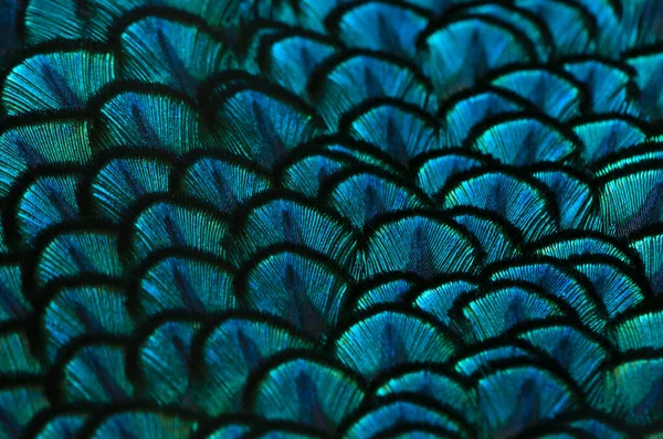 Close Peacock Feathers Macro Blue Feather Feather Bird Animal Macro — Stock Photo, Image