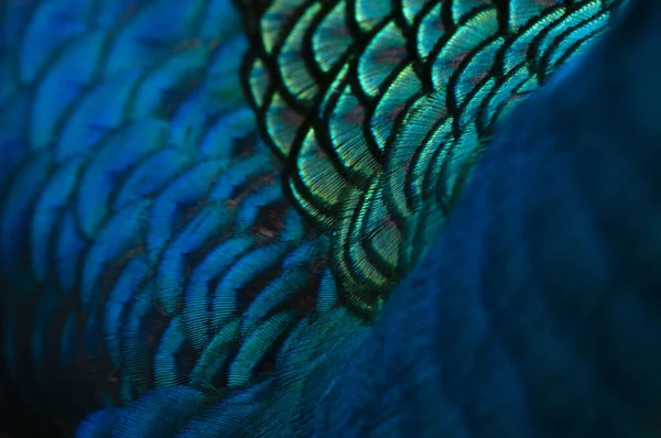 Padrão Penas Azul Bonito Fundo Textura Pena Macro Azul Pássaros — Fotografia de Stock