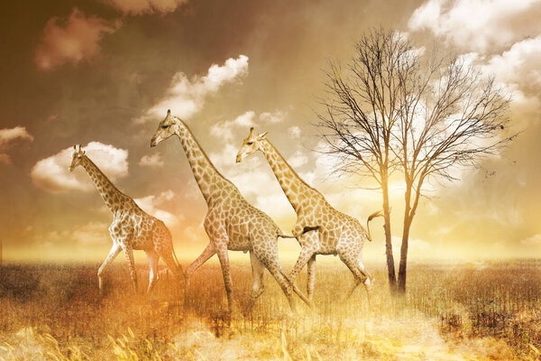 Giraffe with fire on background. Forest Fire, wildfire, burning forest in the smoke.