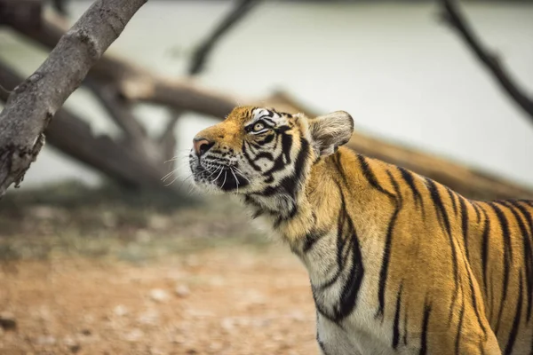 Nahaufnahme Tiger Nimmt Einen Duft Auf — Stockfoto