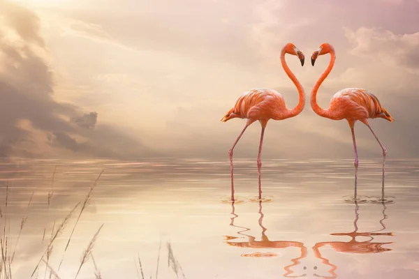 Yansıma havuzunda kalp şekli oluşturan bir çift pembe flamingo. Aşk konsepti