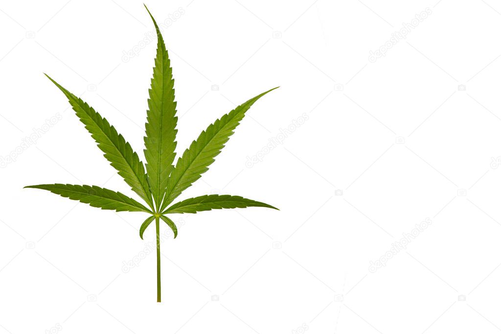 Cannabis leaf, marijuana isolated over white background