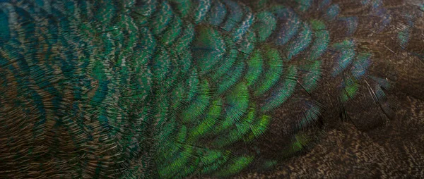 Primer Plano Las Plumas Del Pavo Real Pluma Macro Pájaro — Foto de Stock