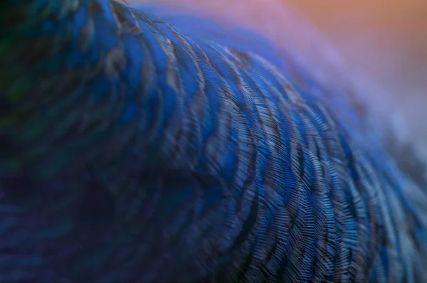 Detailní Záběr Páví Peří Makro Modré Peří Peří Pták Zvíře — Stock fotografie