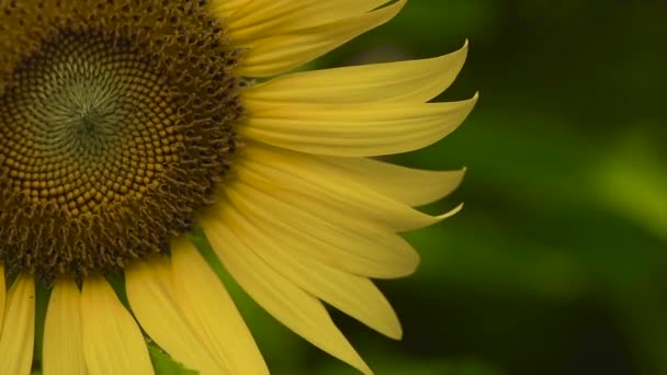 Slow motion of sunflower in Sunflower field during sunrise. Close-up beautiful yellow sunflower in the summer swaying in the wind. — Stock Video