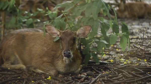Brown Deer Kładzenie i żucie żywności w zoo. pochodzenie zwierząt. — Wideo stockowe
