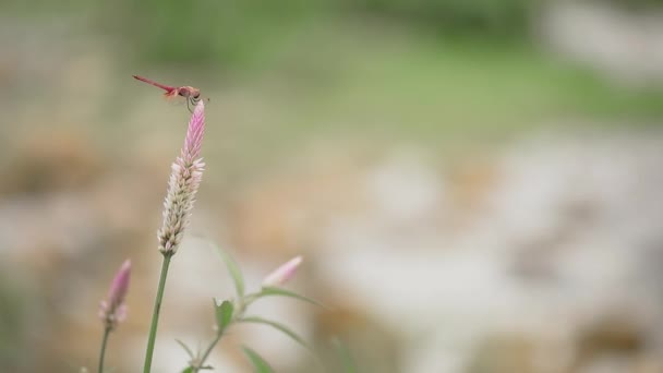 Close-up detail van libelle rusten en vliegen van een bloem in het wild met een wazige achtergrond. Libelle op bloem. — Stockvideo
