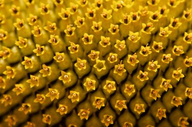 Ayçiçeğinin çiçek açmasına az kaldı. Ayçiçeği doğal arka plan.