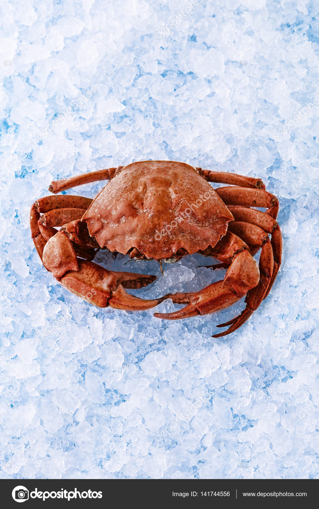 depositphotos_141744556-stock-photo-crab