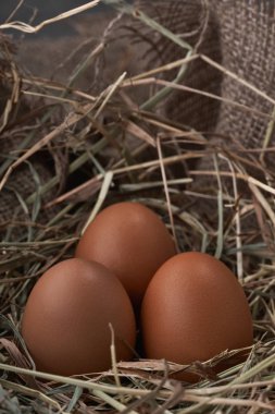 Kuş yuva d. ekolojik doğal taze yumurta