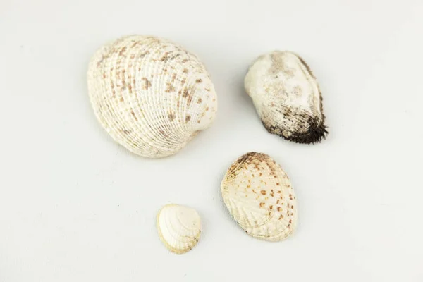 Sea Shell Isolated White Background — Stock Photo, Image