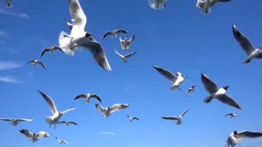 berrak mavi gökyüzünde uçan kuş hayvan martılar