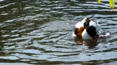 Ördek Gölü temizlik kendisi olduğunu