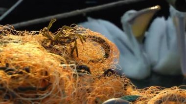 Balıkçı ve balık ağları videosu